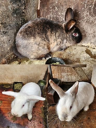 ат базар талас: Продаю | Кролик самец | Для разведения — 1