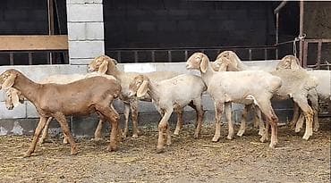 алмазный фазан: Продаю | Ягненок | На забой — 4