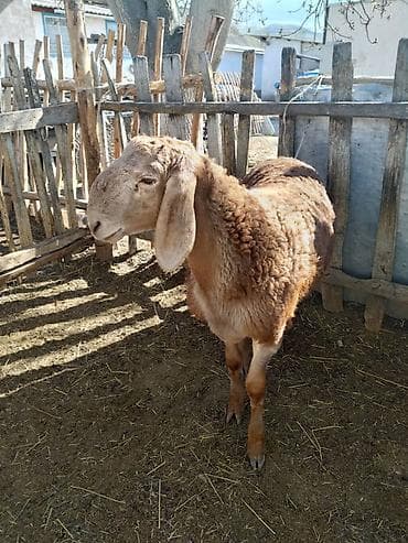 бамбуковая мышь: Продаю | Овца (самка) | Арашан | Для разведения | Ярка — 6