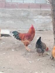 собака бульдок: Продаю | Петух | Полубрама | Для боев — 2