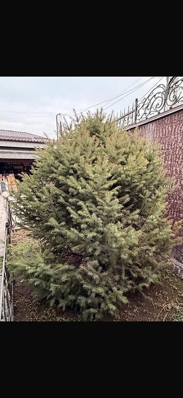 пересадка елки: Ель/пихта декоративная для пересадки. - Порода: хвойное дерево — 2