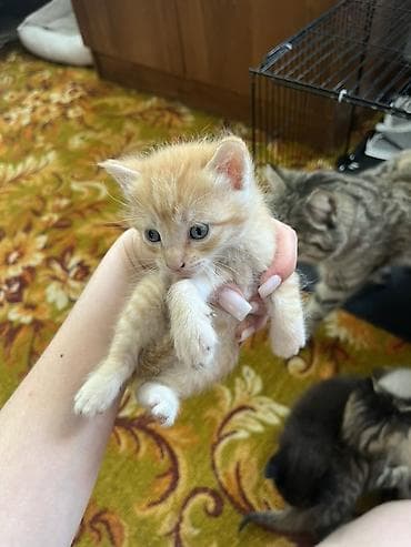 Кошка даром: Беспородная, 2 месяца, Мальчик at lalafo.kg Кошка даром: Беспородная, 2 месяца, Мальчик