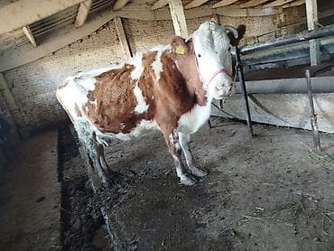 уй ангус: Продаю | Музоо, торпок | Для разведения | Искусственник — 6