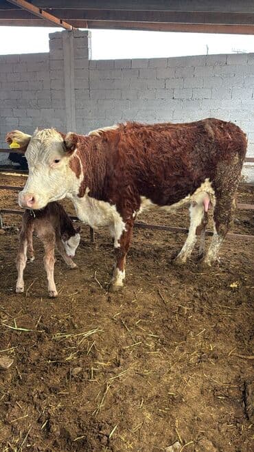 ит атабыз: Продаю | Корова (самка) | Герефорд | Для разведения | После отела — 4