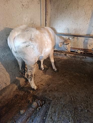 коровы швиц: Продаю | Корова (самка) | Полукровка | На откорм | Привязанные — 1