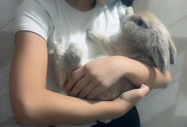 Крысы: Продаю декоративного кролика, 10 месяцев мальчик. Дружелюбный — 3