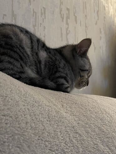 американская короткошёрстная кошка: 10 месяцев, Девочка, Серый, Приучена к лотку — 2