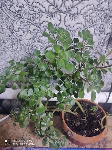 Упаковочные товары: Продаю диффенбахии. Диффенбахия чистит воздух, помогая удалять из — 4