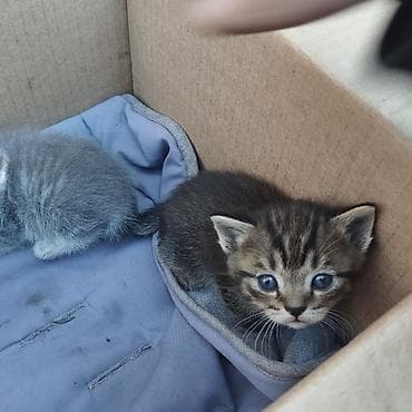 абиссинский кот: За символическую цену!Шотландские котята — 4