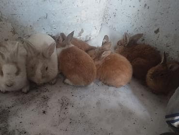 ит базар бишкек: Сатам | Уй (ургаачы), Музоо, Бука (эркек) — 3