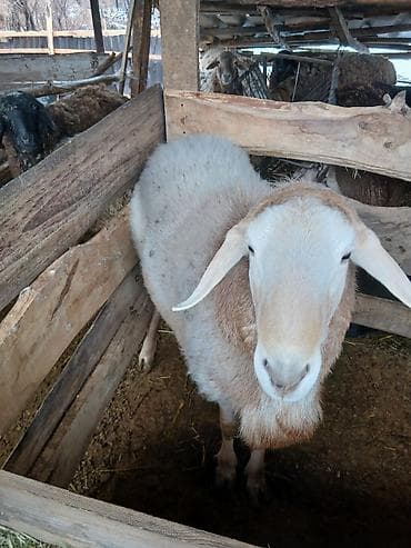 ит аттары: Сатам | Кочкор (эркек) | Аргын | Көбөйтүү үчүн | Жасалма жол менен боозутуу — 2