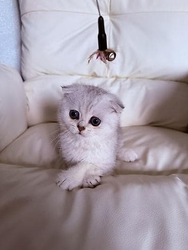 Мышыктар: Чистокровные шотландские вислоухие котята 🐾(Scottish Fold) — 7