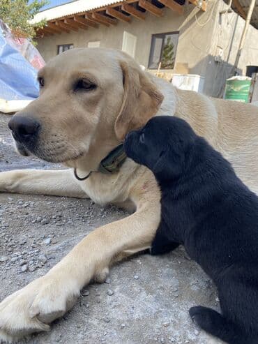 куплю собаку недорого: Лабрадор-ретривер, 2 месяца, Самец, С прививкой, С родословной — 2