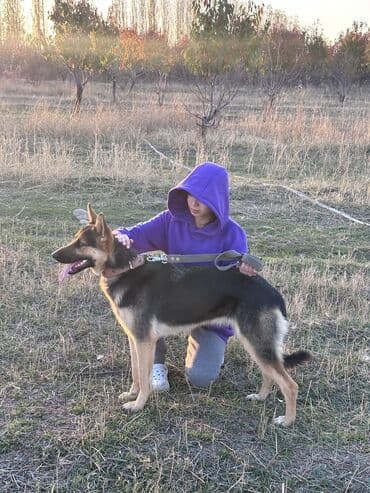 продажа собак в бишкеке: Восточноевропейская овчарка, 1 год, Самка — 2