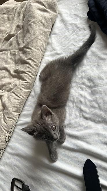 Үй жаныбарлары: Орус көгүлтүр, 2 айлык, Ургаачы, Боз, Аргын — 9