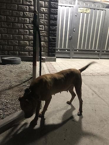 Ит бекер берем: Продаю пидбуля девочка молодая ешё или обмен — 2