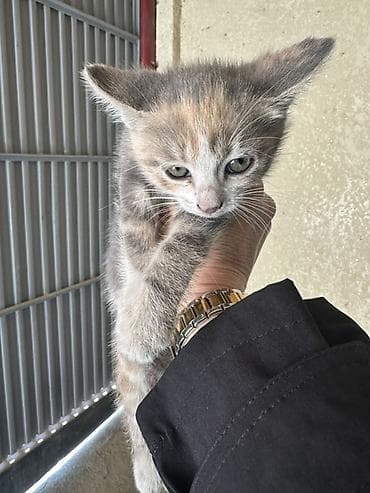 животные кот: Котята, домашние. - Возраст: примерно 1–2 месяца. - Окрас: один — 5