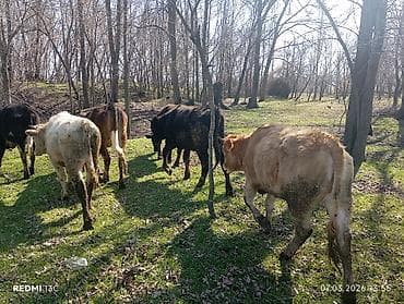 Уйлар, букалар: Сатам | Бука (эркек) | Бордоп семиртүү үчүн — 3