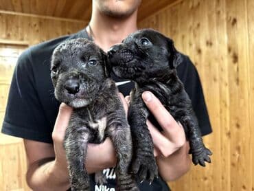 бульдоги: Щенки Канарского Дога (Presa Canario) С документами, прививками 8 — 11