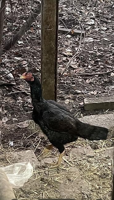 курица куплю: Продаю | Куры | Бойцовая | Для разведения — 1