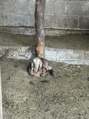 перепелка бишкек: Сатам | Ургаачы кой (ургаачы) | Көбөйтүү үчүн | Ургаачы — 3