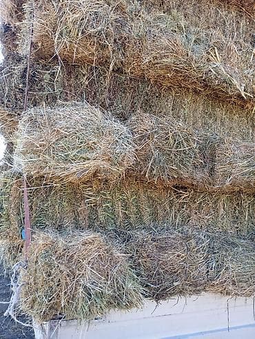 гене: Сельскохозяйственный дрон-опрыскиватель (гексакоптер) с комплектом — 5