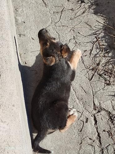 питбуль маленький: Собака даром: Дворняжка, 2 месяца, Самец — 3