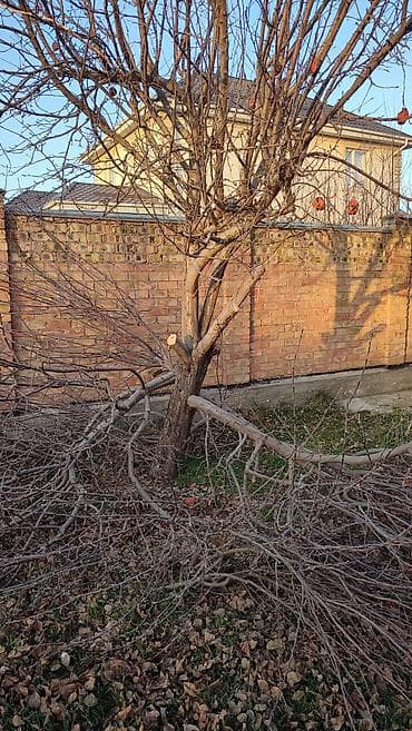 Дрова Самовывоз, Платная доставка — 3