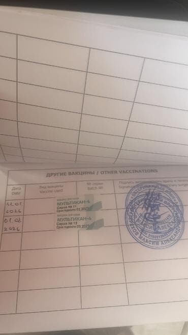 хочу купить щенка немецкой овчарки: Щенок породы немецкая овчарка, сука, окраса чепрачный. Родословные — 4