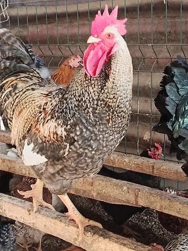 ящик сатылат: Сатам | Короздор | Көбөйтүү үчүн — 3