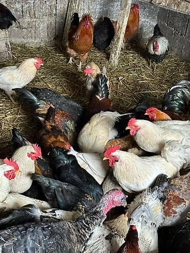 стебли кукурузы: Продаю | Куры, Петух | Домашняя, Кучинская | На забой, Для разведения, Несушки — 3