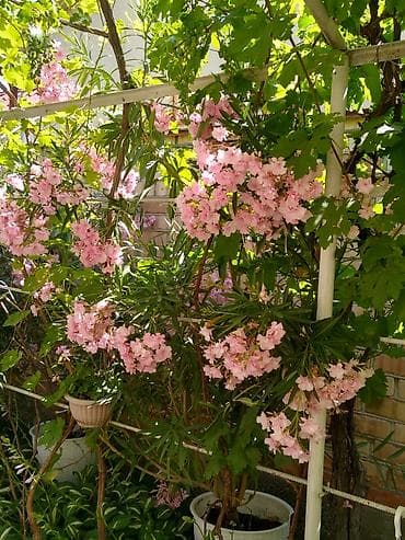 Олеандр розовый (Nerium oleander) в контейнере. - Крупный куст с