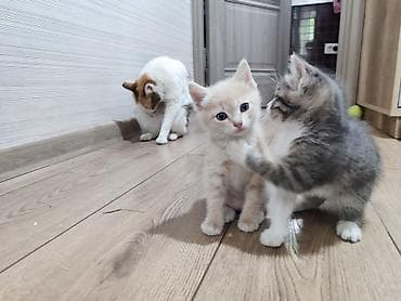 отдам бесплатно котенка: Котята - Возраст 1,5 месяца - Характер: ласковые, любопытные — 1