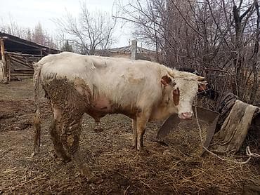 Продам с/х животных: Продаю | Бык (самец) | Полукровка | На откорм | Привязанные — 2