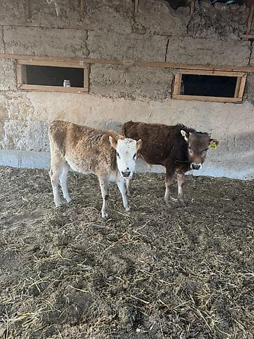 ит бишкек: Сатам | Музоо — 1