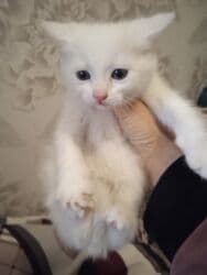 кошки на продажу: Очень ухоженная но помотанная кошечка дворняжка напоминает породу — 1