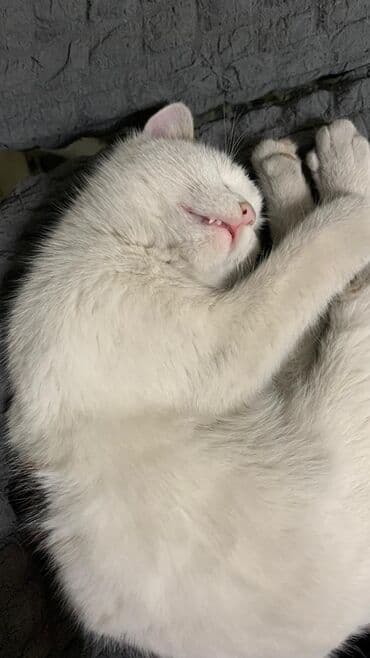 Ветеринар кызматы: 9 айлык, Эркек, Лотокко барууга үйрөтүлгөн — 5