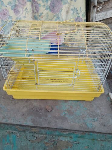 Собаки: Клетку — 1