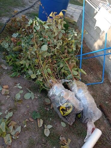 malina.kg продажа малины оптом в бишкеке новопокровка фото: Малина кочоттор сатылат. сорт Импортный Полька. момосу абдан коп . 1 — 3