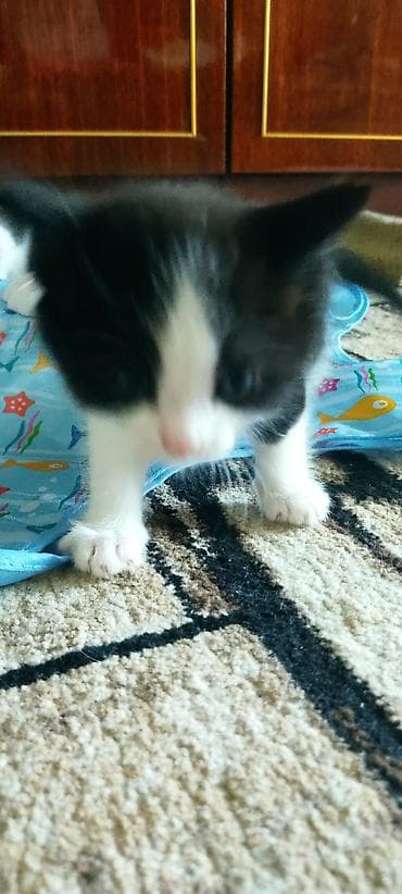 Котята, черно‑белые окрасы “смокинг”. Активные, игривые, с выраженной