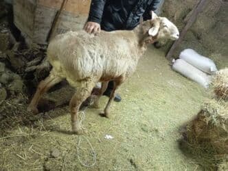 кролики декоративные: Сатам | Кочкор (эркек) | Арашан | Союуга — 4