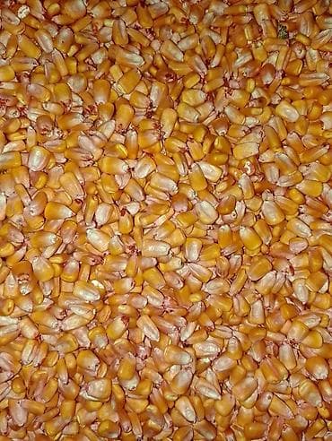 кальций для животных: Семена кукурузы, фасованные в мешки по 25 кг. 80 сом - Тип: зерно — 3