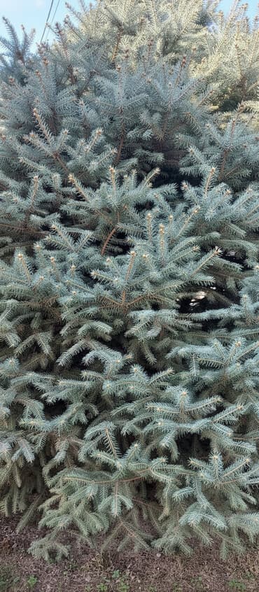 пляжный зонтик цена: Голубой ель высота примерно 5 или 6 метров — 2