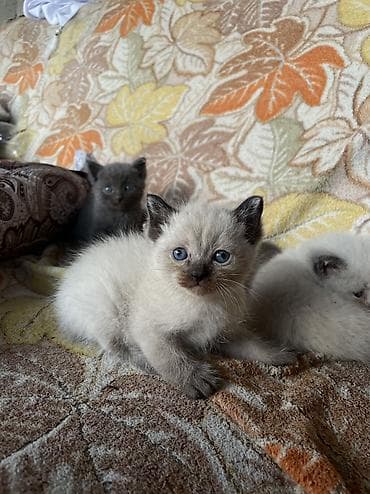 Мышыктар сатылат: Шотландские вислоухие котята от домашней кошки - Порода: шотландская — 7