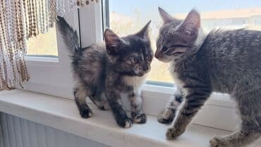 во сколько месяцев стерилизовать кошку: Кошка даром: Беспородная, 2 месяца, Девочка, Проглистована — 4