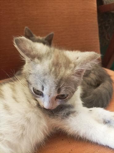 ат кош: Котята, 2 малыша из одного помёта. мальчики - Окрас: один — 2