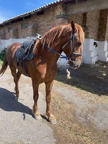 Продаю | Конь (самец) | Конный спорт