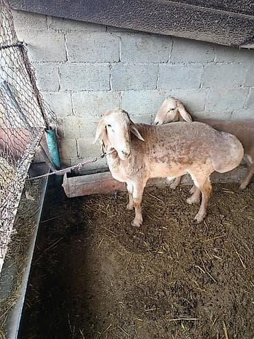 ящик пчела: Продаю | Овца (самка) | Для разведения — 2