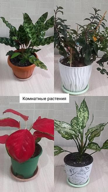 Бөлмө өсүмдүктөрү: Комнатные растения в горшках. - Калатея (маранта леопардовая) — 1