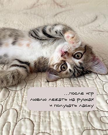 щенок дворняжка: 3 месяца, Девочка, Приучена к лотку — 3